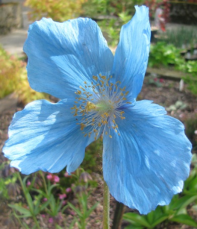 Meconopsis betonicifolia 'China Blue'